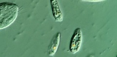 Cryptomonas paramecium