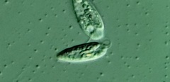 Cryptomonas paramecium