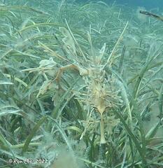 Phycodurus eques