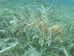 Phycodurus eques