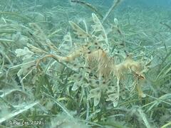 Phycodurus eques