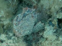 Aploactisoma milesii