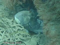 Cochleoceps bicolor