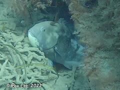 Cochleoceps bicolor