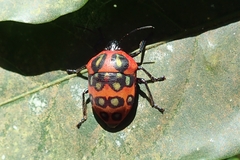 Poecilocoris druraei