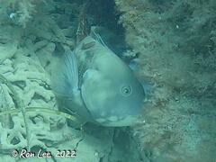 Cochleoceps bicolor