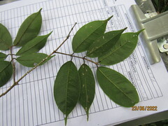 Myrcia racemosa