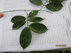 Myrcia racemosa