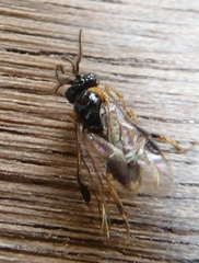 Schizocerella pilicornis