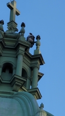 Buteo jamaicensis