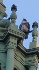 Buteo jamaicensis