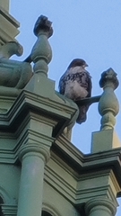 Buteo jamaicensis