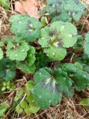 Ranunculus constantinopolitanus