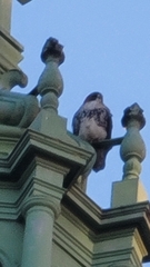 Buteo jamaicensis