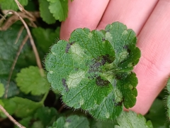 Ranunculus constantinopolitanus