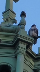 Buteo jamaicensis