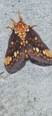 Citheronia hamifera