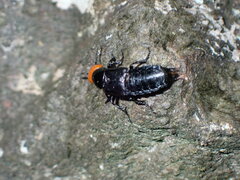 Creophilus lanio