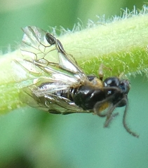 Schizocerella pilicornis