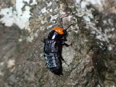 Creophilus lanio