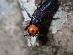 Creophilus lanio