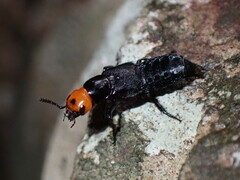 Creophilus lanio