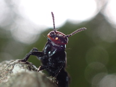 Creophilus lanio