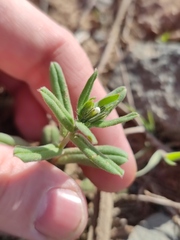 Buglossoides czernjajevii