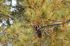 Pinus armandi
