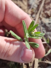 Buglossoides czernjajevii