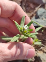 Buglossoides czernjajevii