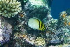 Chaetodon vagabundus