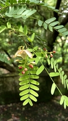 Tamarindus indica