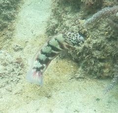 Eupetrichthys angustipes