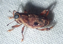 Zygops