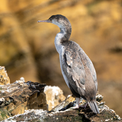 Phalacrocorax punctatus
