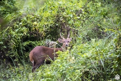 Axis porcinus