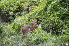 Axis porcinus