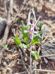 Chorispora tenella