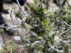 Rhododendron rubropilosum