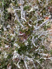 Rhododendron rubropilosum
