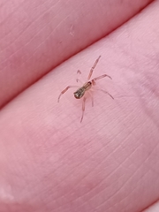 Episinus