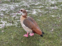 Alopochen aegyptiaca