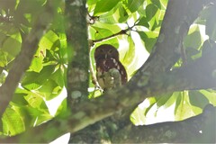 Glaucidium castanopterum