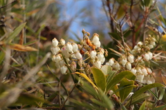 Pieris japonica taiwanensis