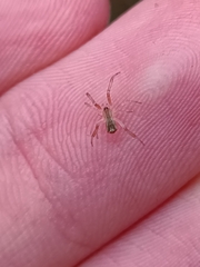 Episinus