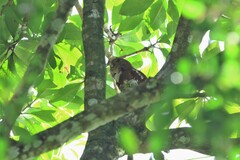 Glaucidium castanopterum