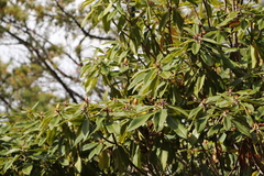 Rhododendron pseudochrysanthum