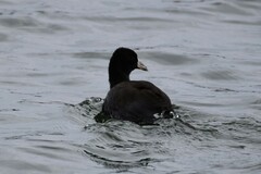 Fulica americana americana
