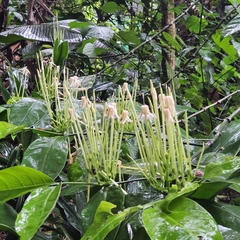 Oxyanthus pyriformis
